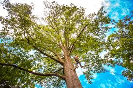 Why Choose Our Tree Removal Services in Sun Lakes, AZ?