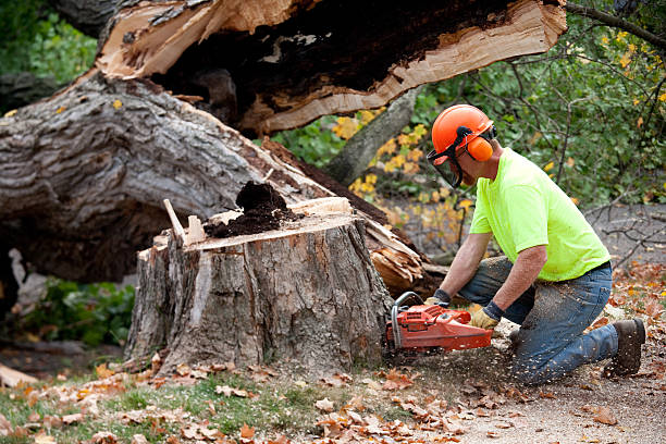 Sun Lakes, AZ  Tree Services Company